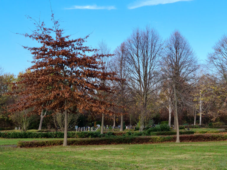 Projekt „Lebensstätte Friedhof“ – Stadt Bonn sät Blumenwiesen auf Friedhöfen