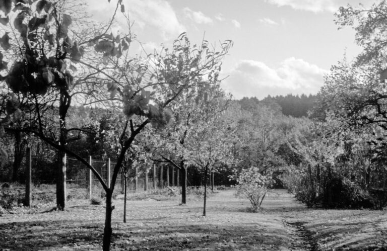 Der Obstgarten und die Hühner