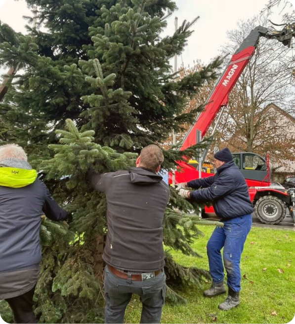Weihnachtsbaum aufstellen in Holzlar